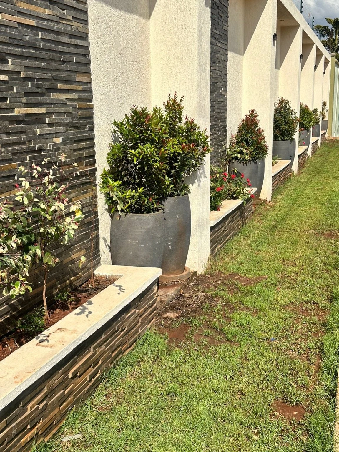 Container planting with lawn establishment underway along the built edge