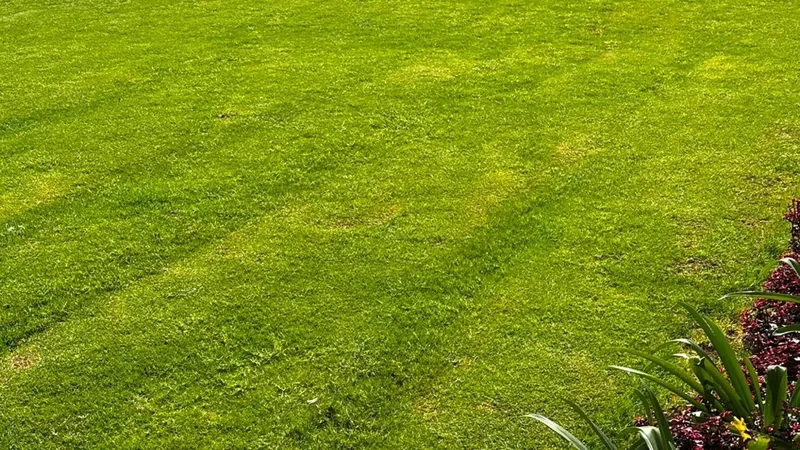 Kiambu Road Residence — Garden Rehabilitation & Landscape Works