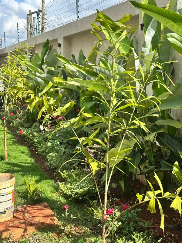 Established tropical border planting along the residence