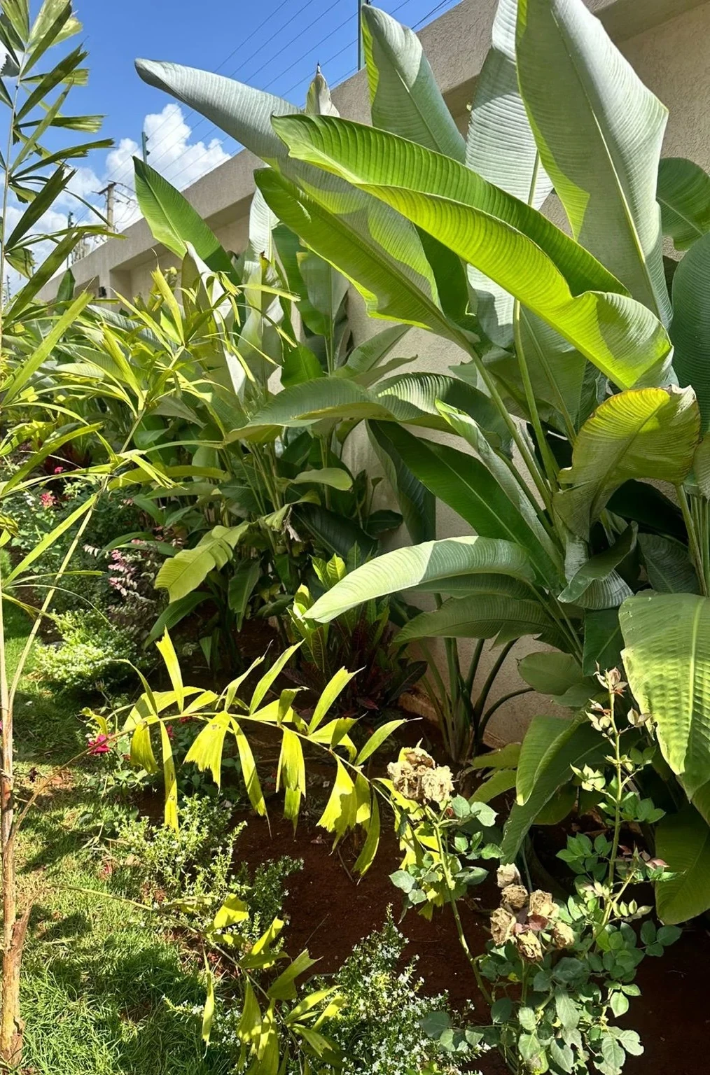 Layered tropical planting with roses and groundcover along the front edge