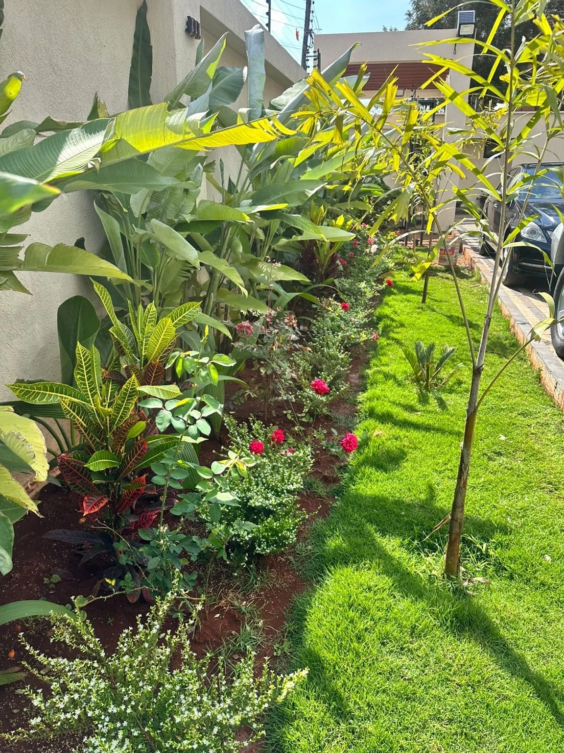 Mixed tropical and flowering border with a staked young tree