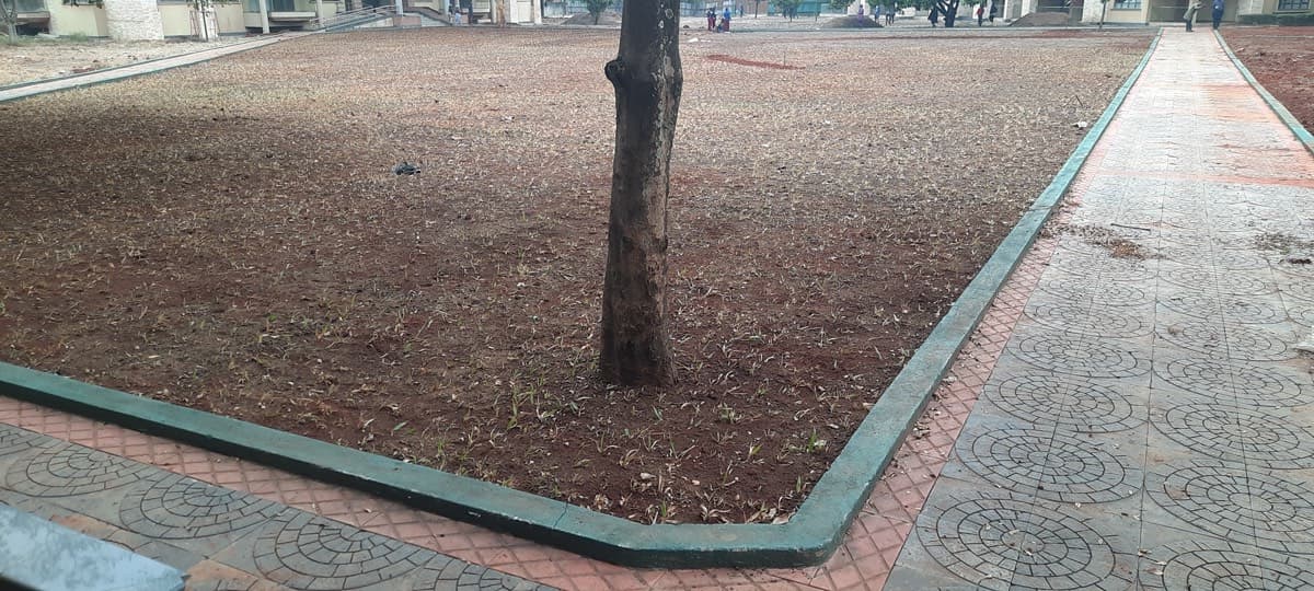 Campus landscaping with retained specimen trees