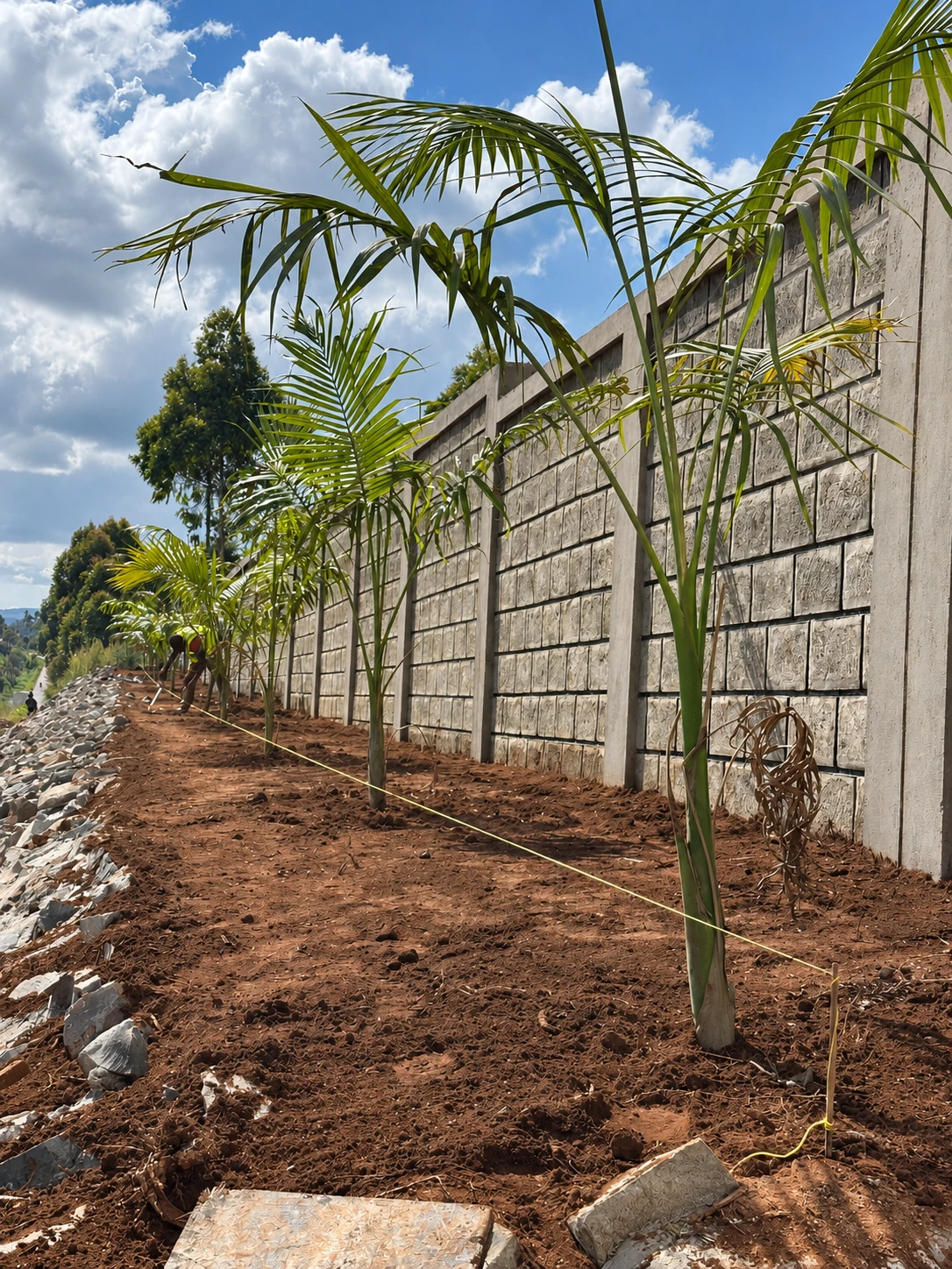 Newly installed palms aligned along the perimeter wall using a setting-out line.