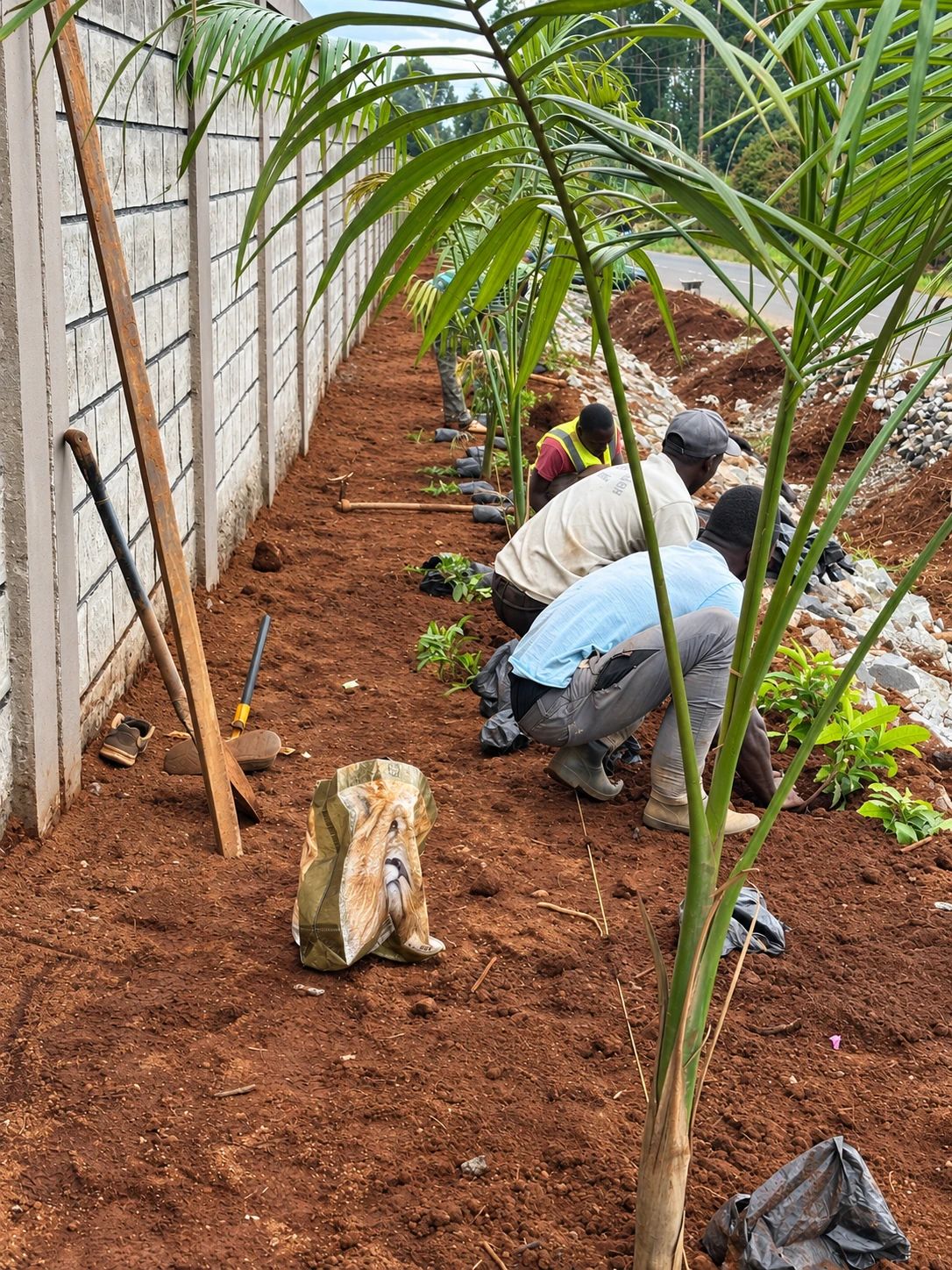 Long view along the palm row, with plants being prepared for installation.