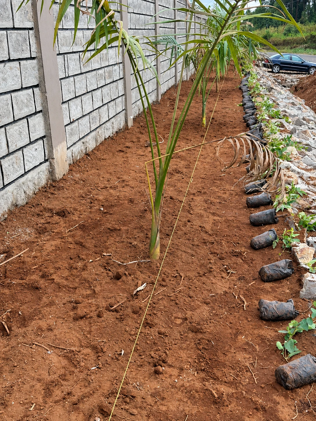 Prepared corridor soil, young palms and plant stock arranged along the setting-out line.